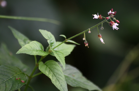 Wald-Hexenkraut (Circaea lutetiana) - © Emanuel Trummer Wald-Hexenkraut (Circaea lutetiana) - © Emanuel Trummer